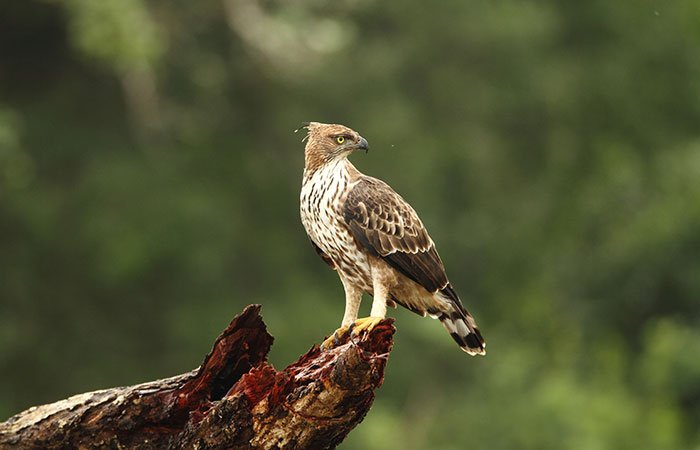 Wilpattu National Park